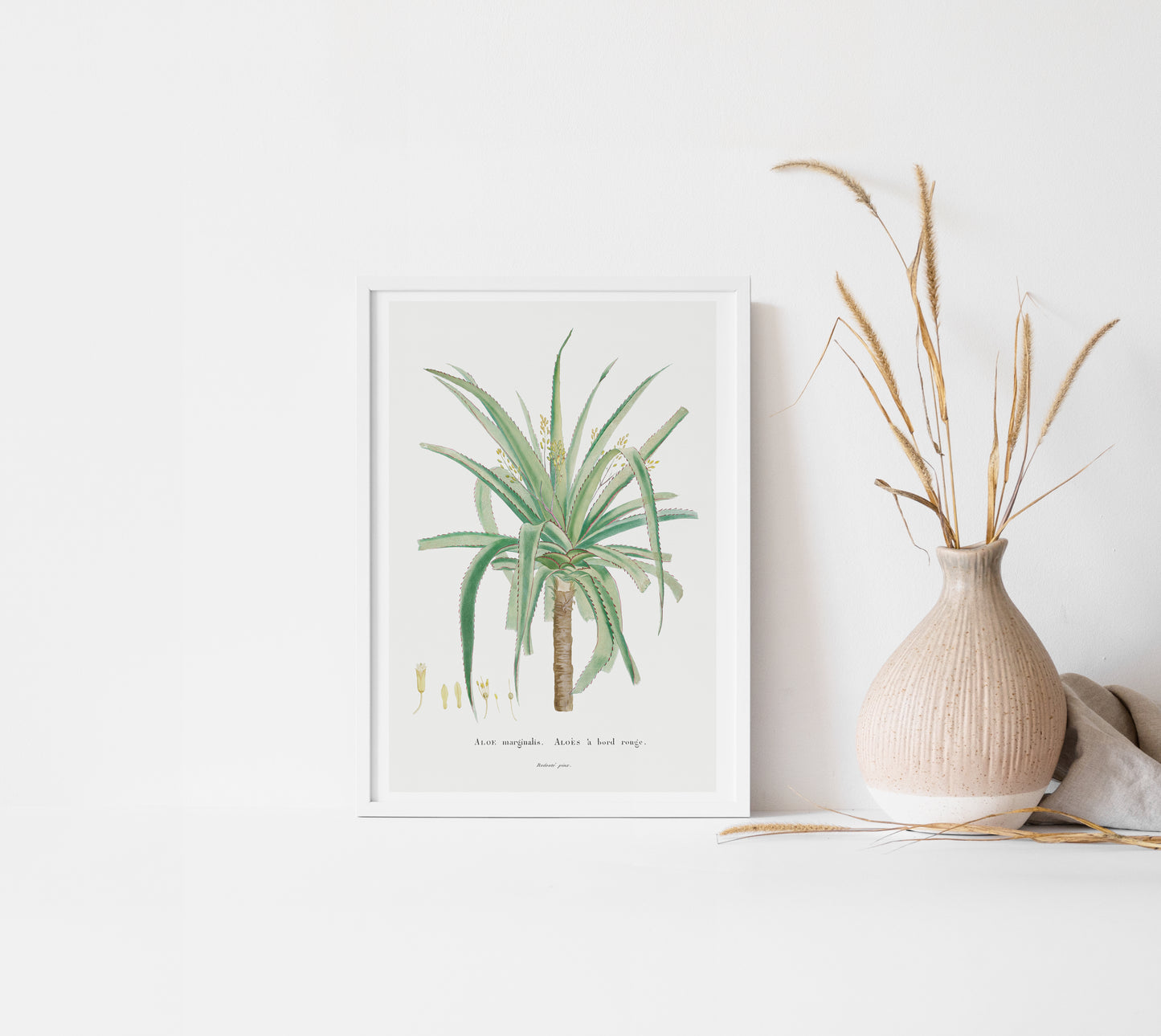 Aloe Marginalis Botanical Plant Wall Art Print | Unframed Print