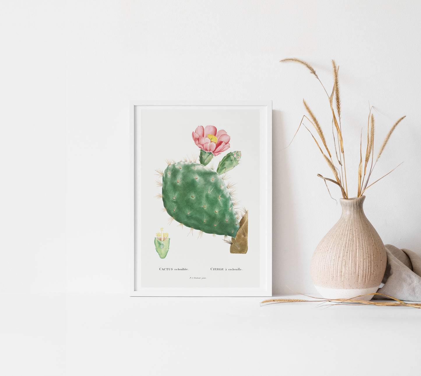 Cactus Cochenillifer Botanical Plant Wall Art Print | Unframed Print