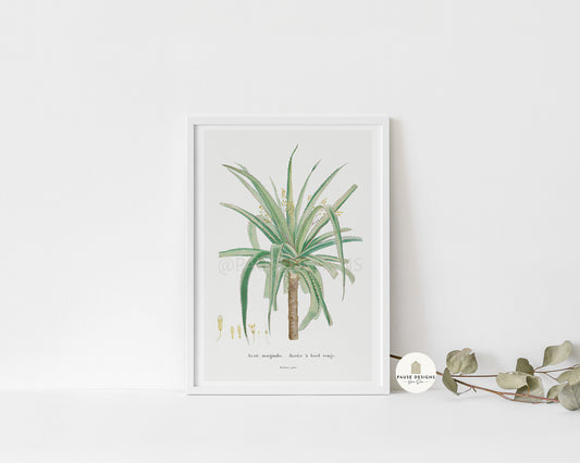 Aloe Marginalis Botanical Plant Wall Art Print | Unframed Print