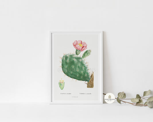 Cactus Cochenillifer Botanical Plant Wall Art Print | Unframed Print