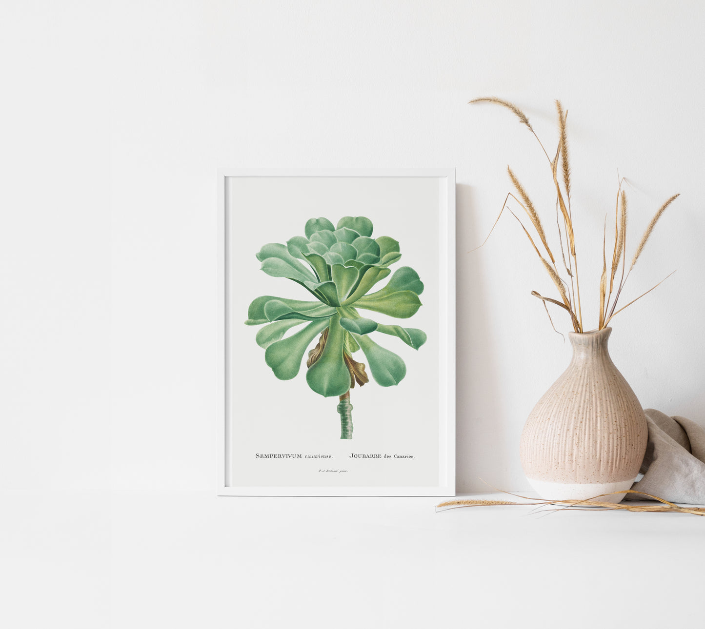 Sempervivum Canariense Succulent Botanical Plant Wall Art Print | Unframed Print