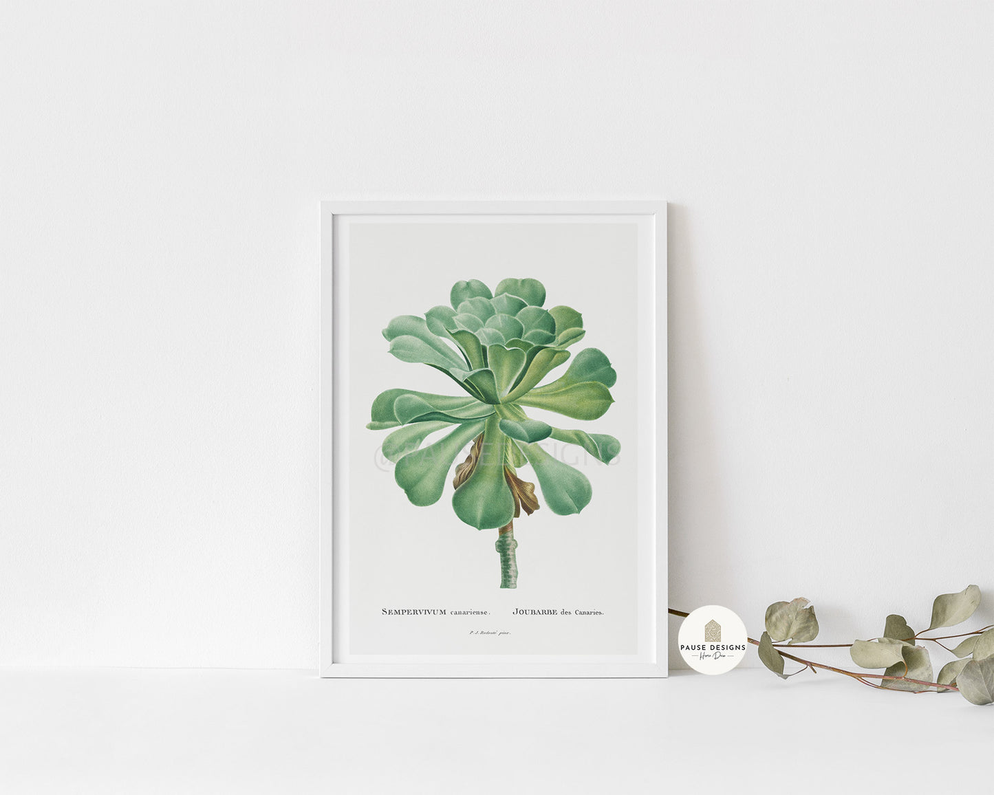 Sempervivum Canariense Succulent Botanical Plant Wall Art Print | Unframed Print