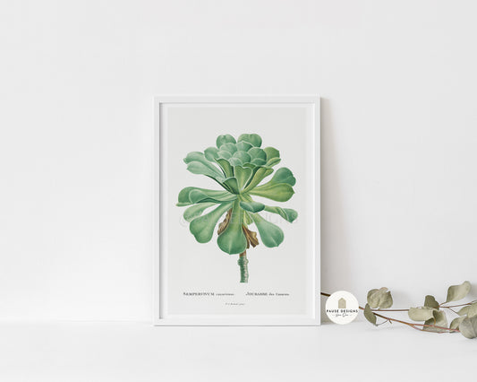 Sempervivum Canariense Succulent Botanical Plant Wall Art Print | Unframed Print
