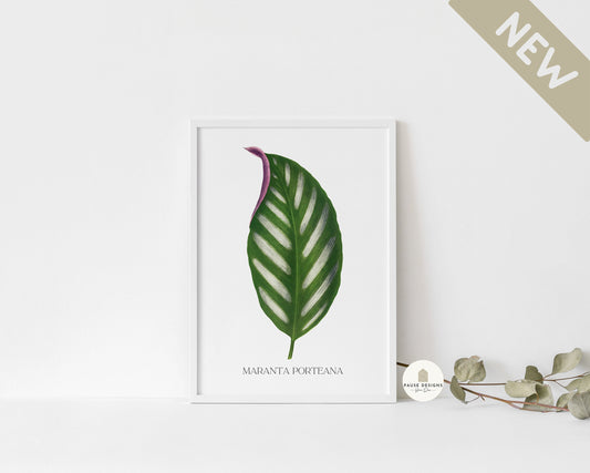 Botanical Green Maranta Porteana Leaf Wall Art Print | UNFRAMED PRINT | Botanical Wall Art | Home Décor | Living Room | Bedroom